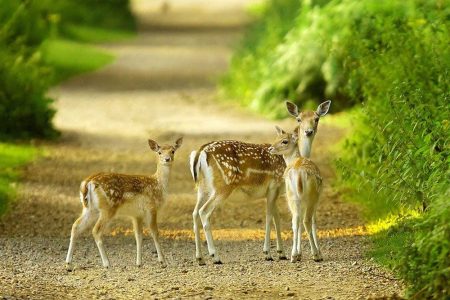 SUNDERBAN TOUR PACKAGE 1