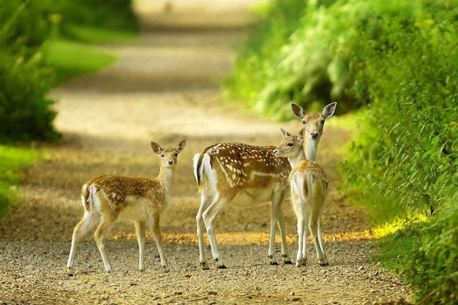 SUNDERBAN TOUR PACKAGE 1